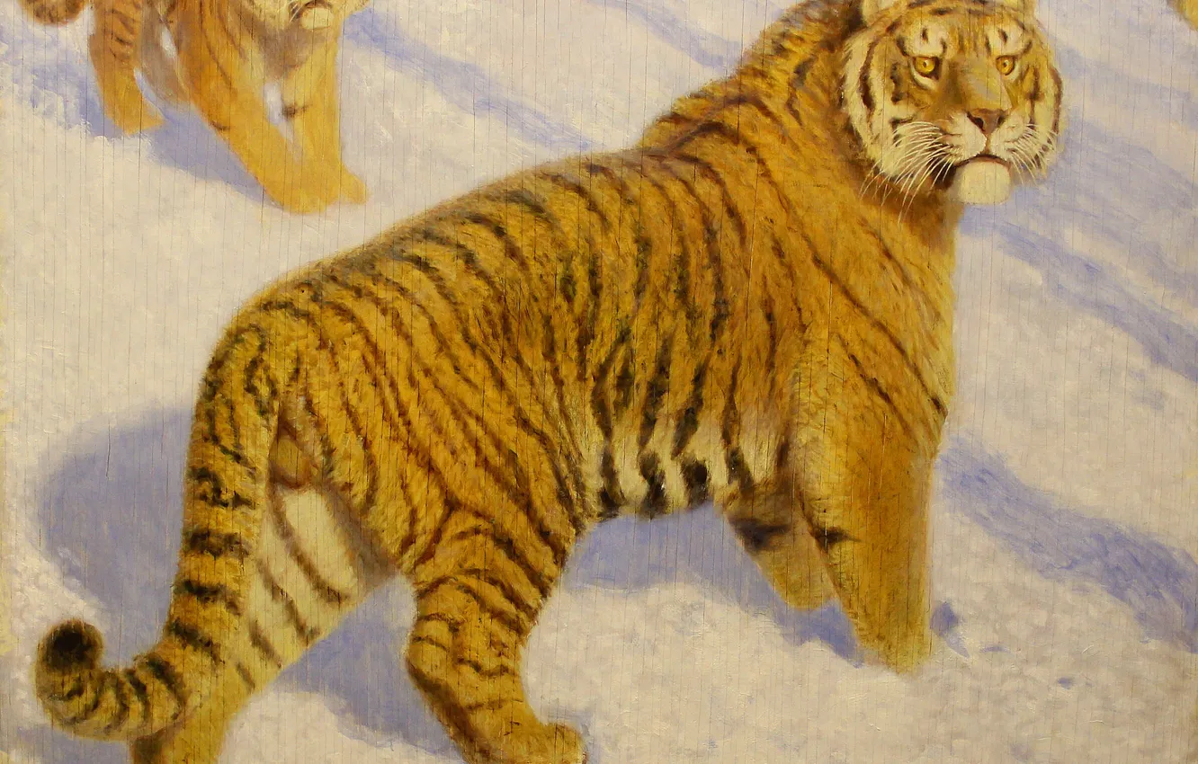 Photo wallpaper winter, snow, tiger, predator, picture, two, the Amur tiger, big cats