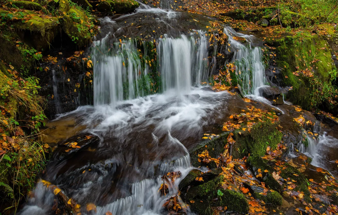 Photo wallpaper forest, rocks, shore, waterfall, stream