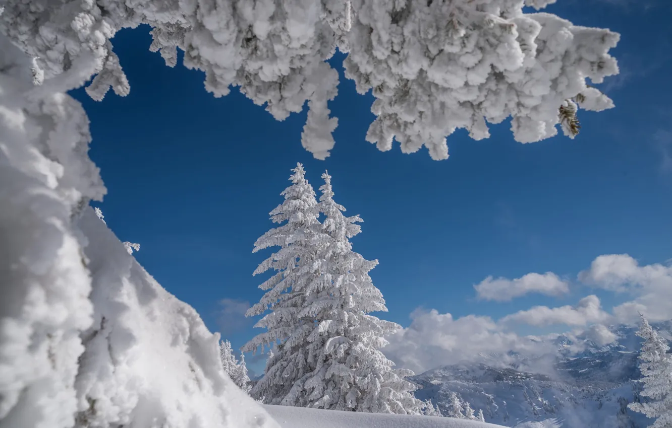 Photo wallpaper winter, the sky, clouds, snow, mountains, branches, blue, in the snow