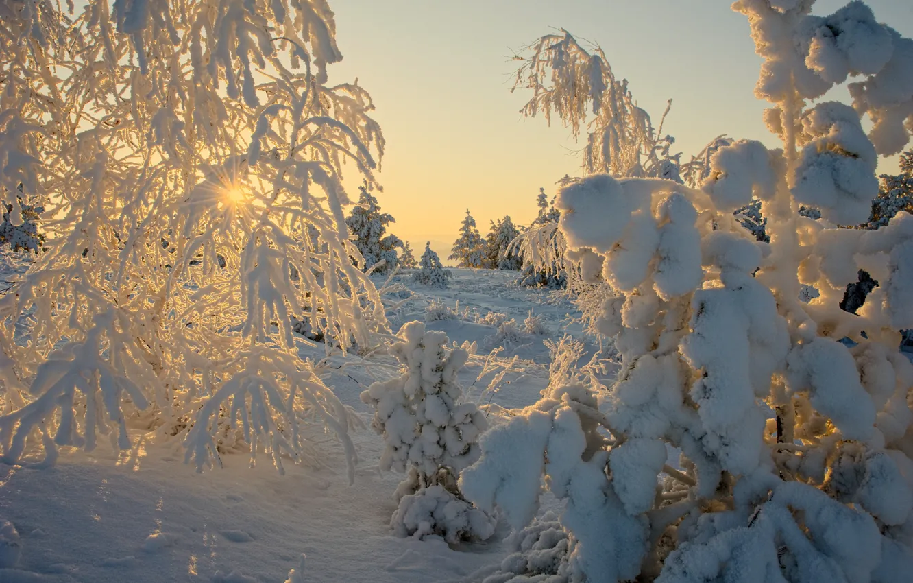 Photo wallpaper winter, forest, the sun, light, snow, branches, nature, dawn