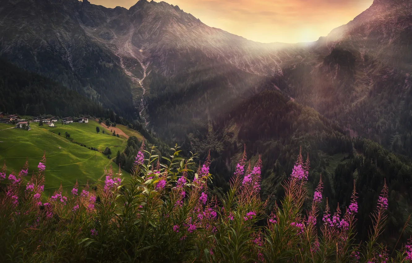 Photo wallpaper mountains, treatment, village, alpine flowers, alpine wildflowers