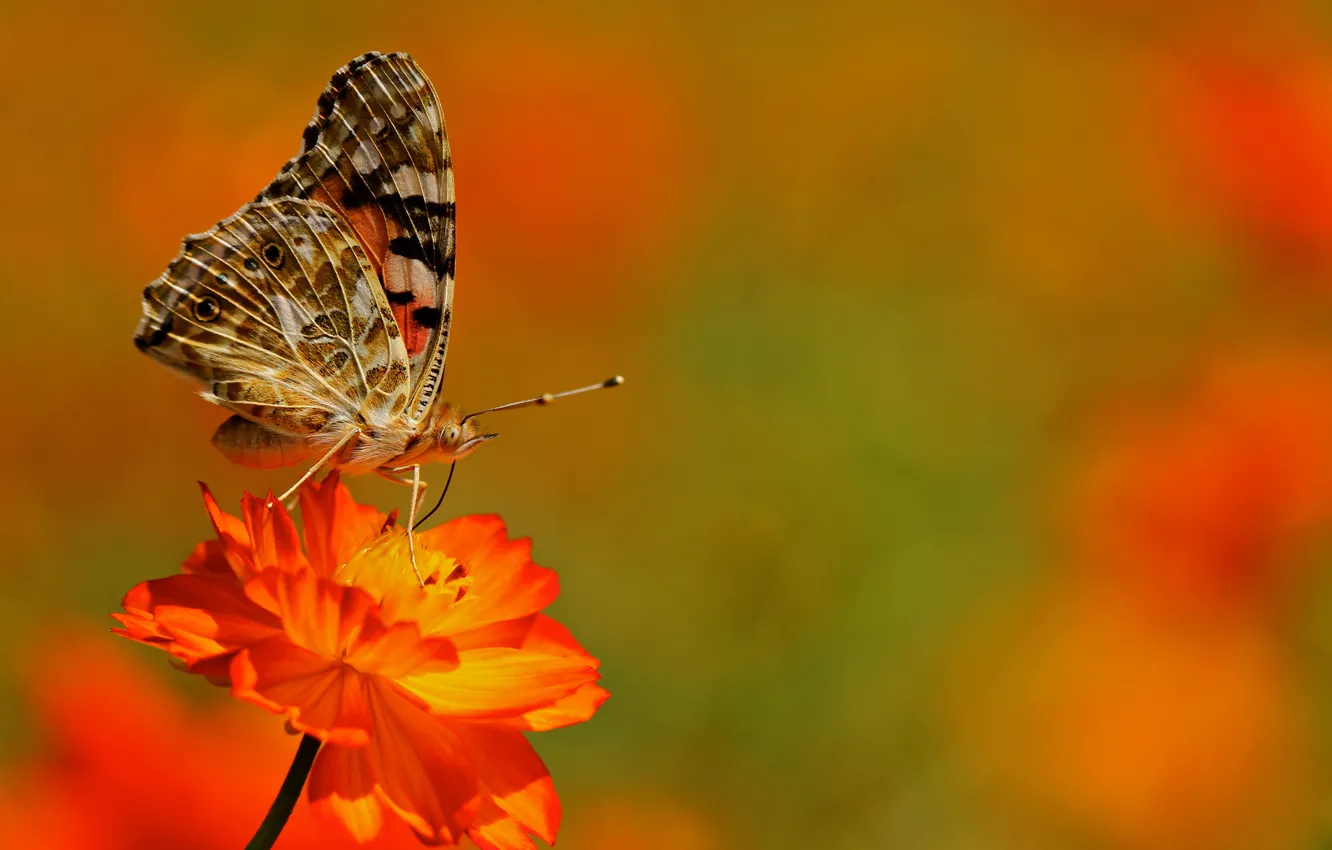 Photo wallpaper flowers, butterfly, plant, wings, insect, moth