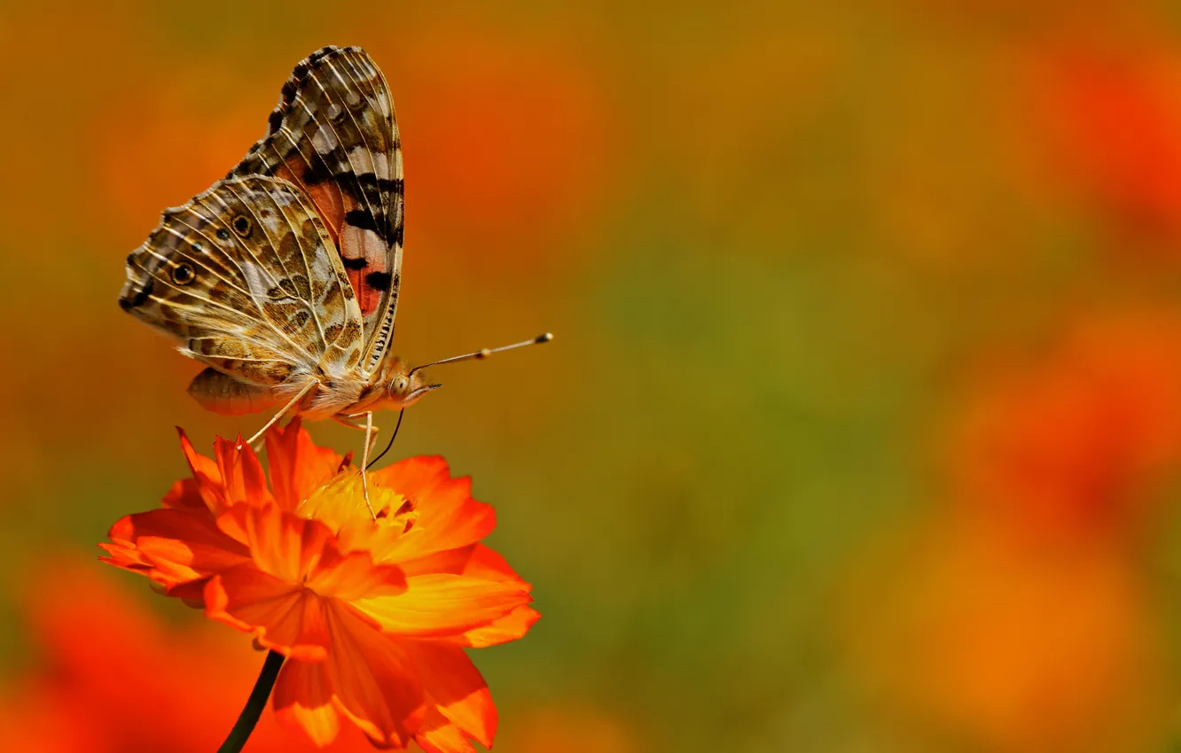 Photo wallpaper flower, butterfly, plant, wings, insect, moth