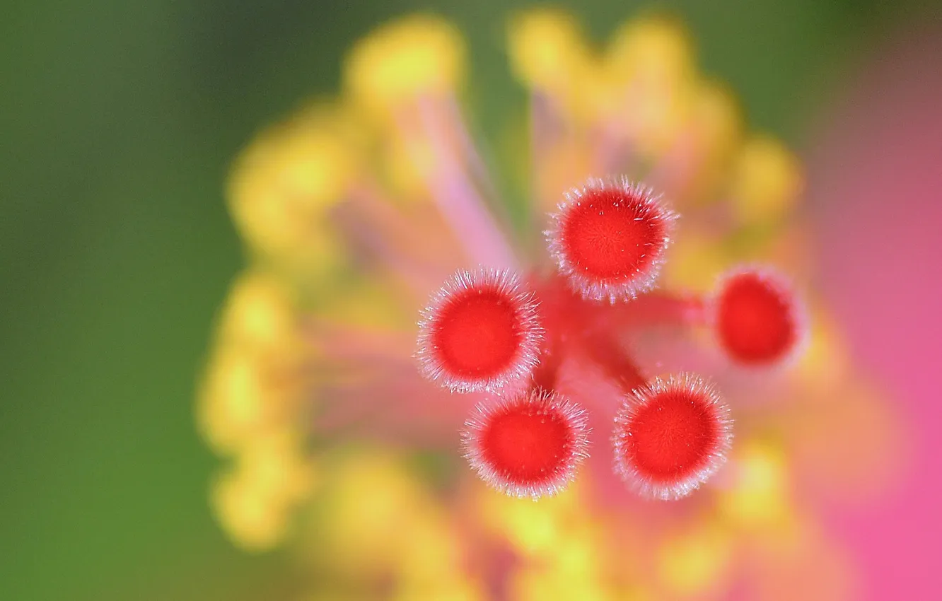 Photo wallpaper flowers, nature, plant