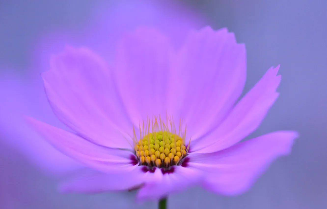 Photo wallpaper flowers, nature, petals, kosmeya