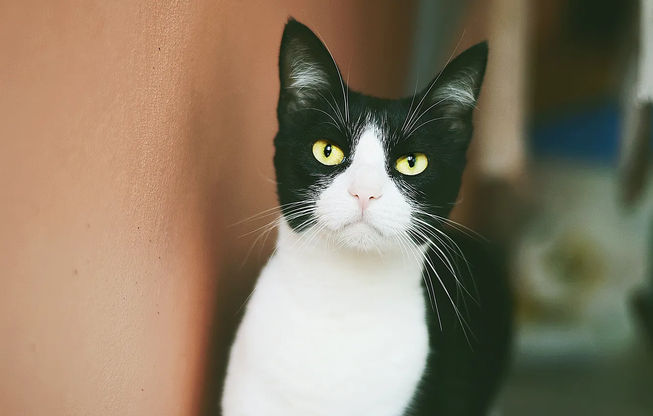 Photo wallpaper eyes, cat, mustache, look, black and white, yellow, looks