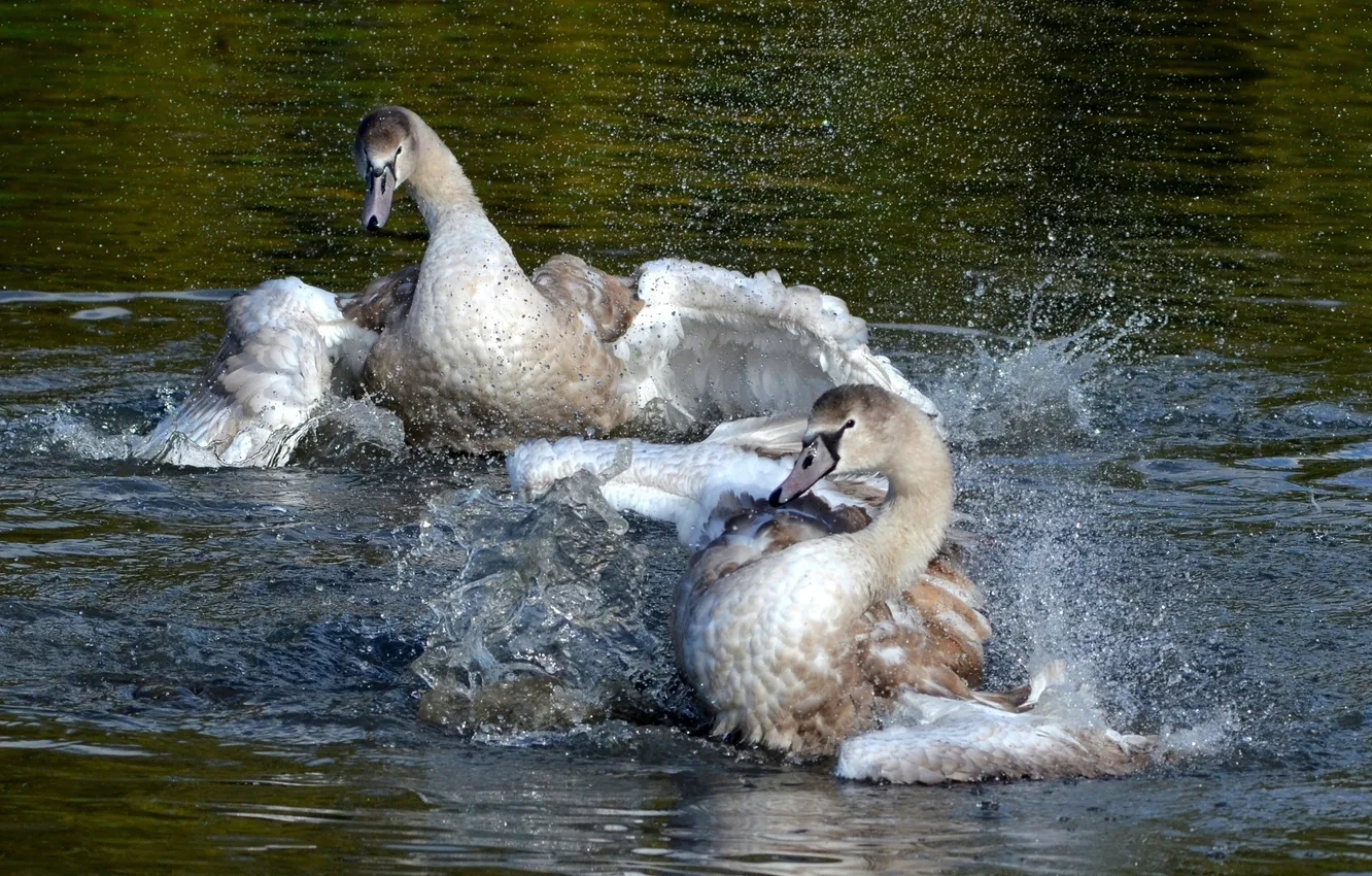 Photo wallpaper squirt, wings, pair, swans, pond