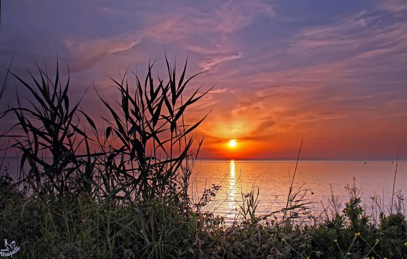 Photo wallpaper sunset, lake, reed