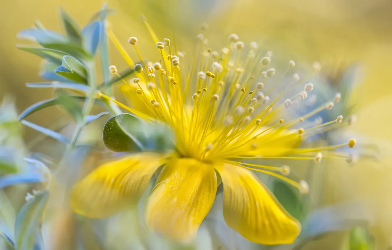 Photo wallpaper flower, yellow, bokeh