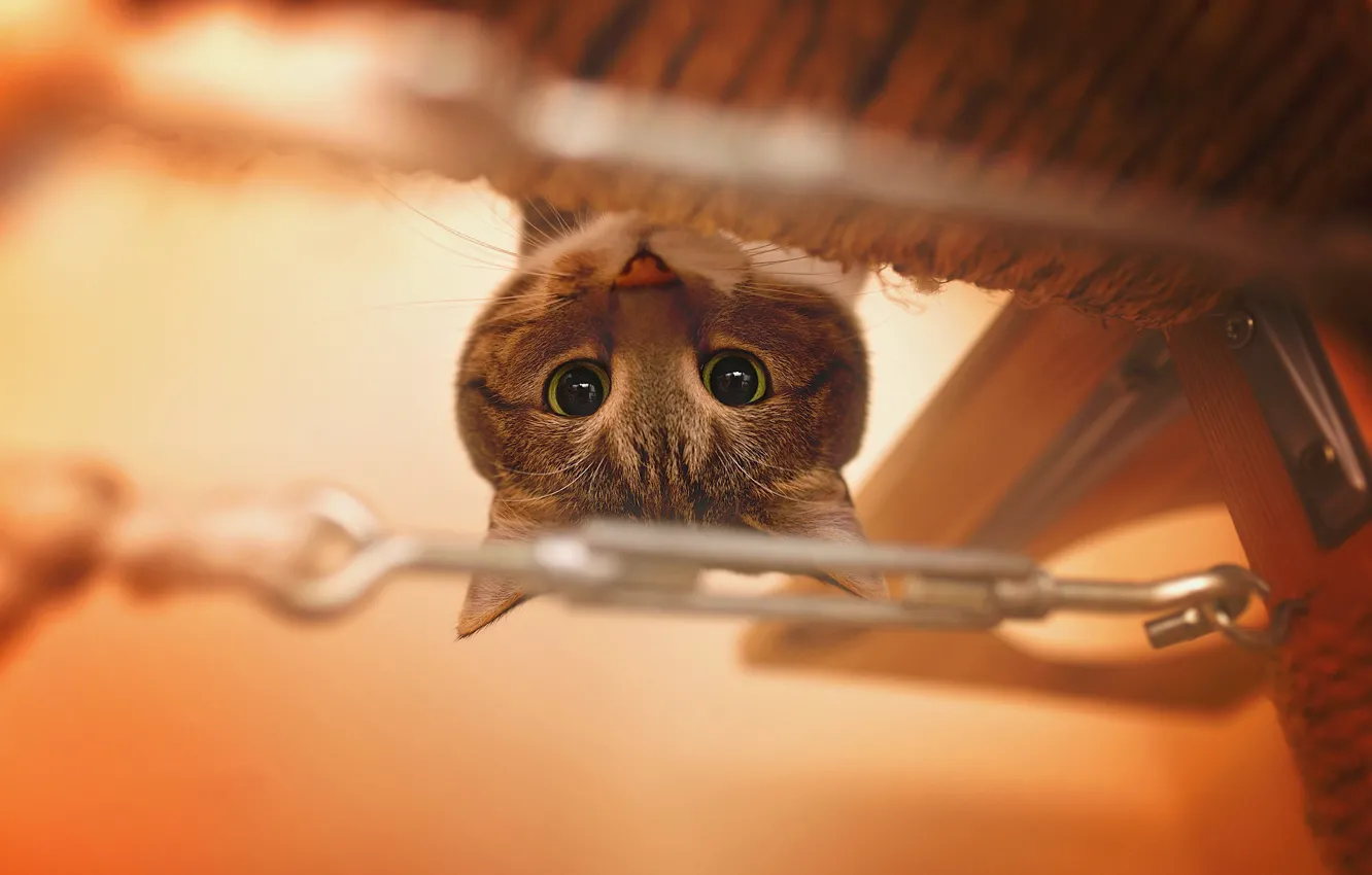 Photo wallpaper eyes, cat, animal, funny, pet, portrait, nose, upside down