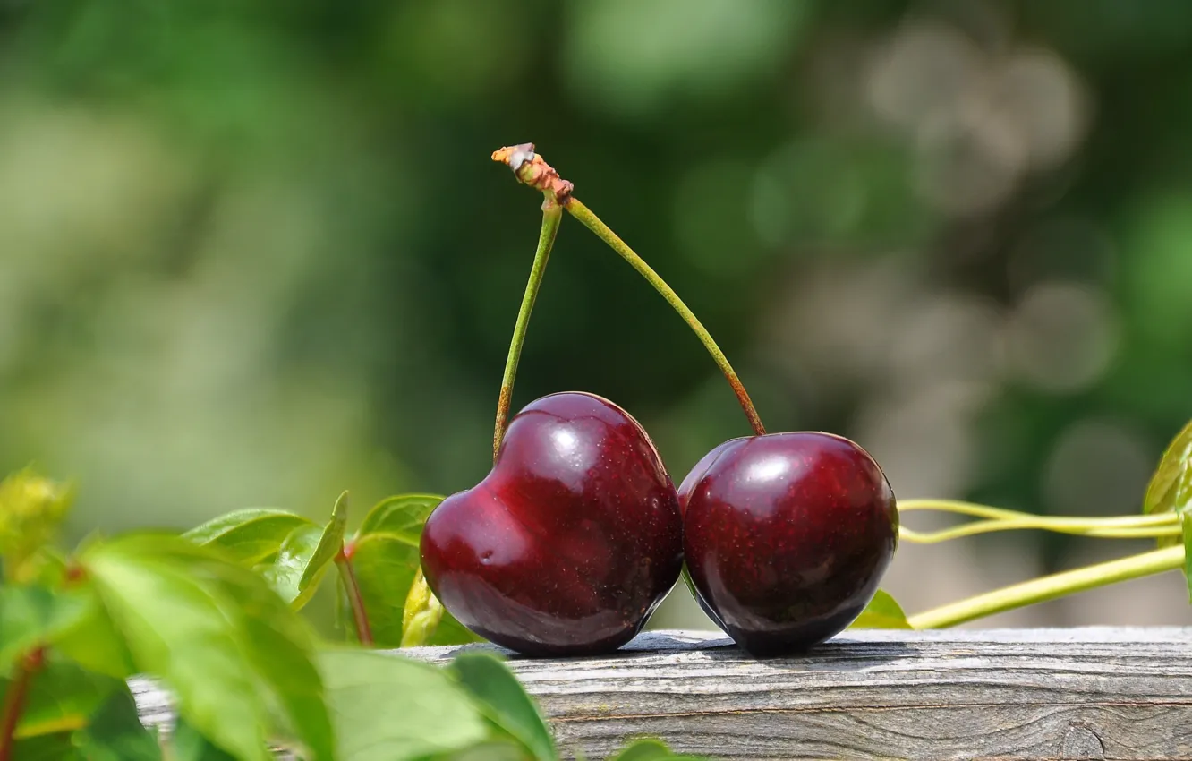 Photo wallpaper leaves, macro, photo, cherry, bokeh