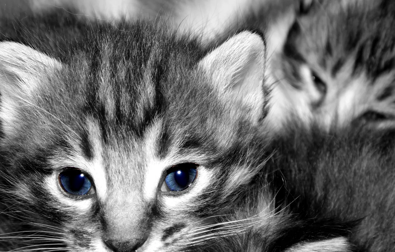 Photo wallpaper cat, kitty, Kote