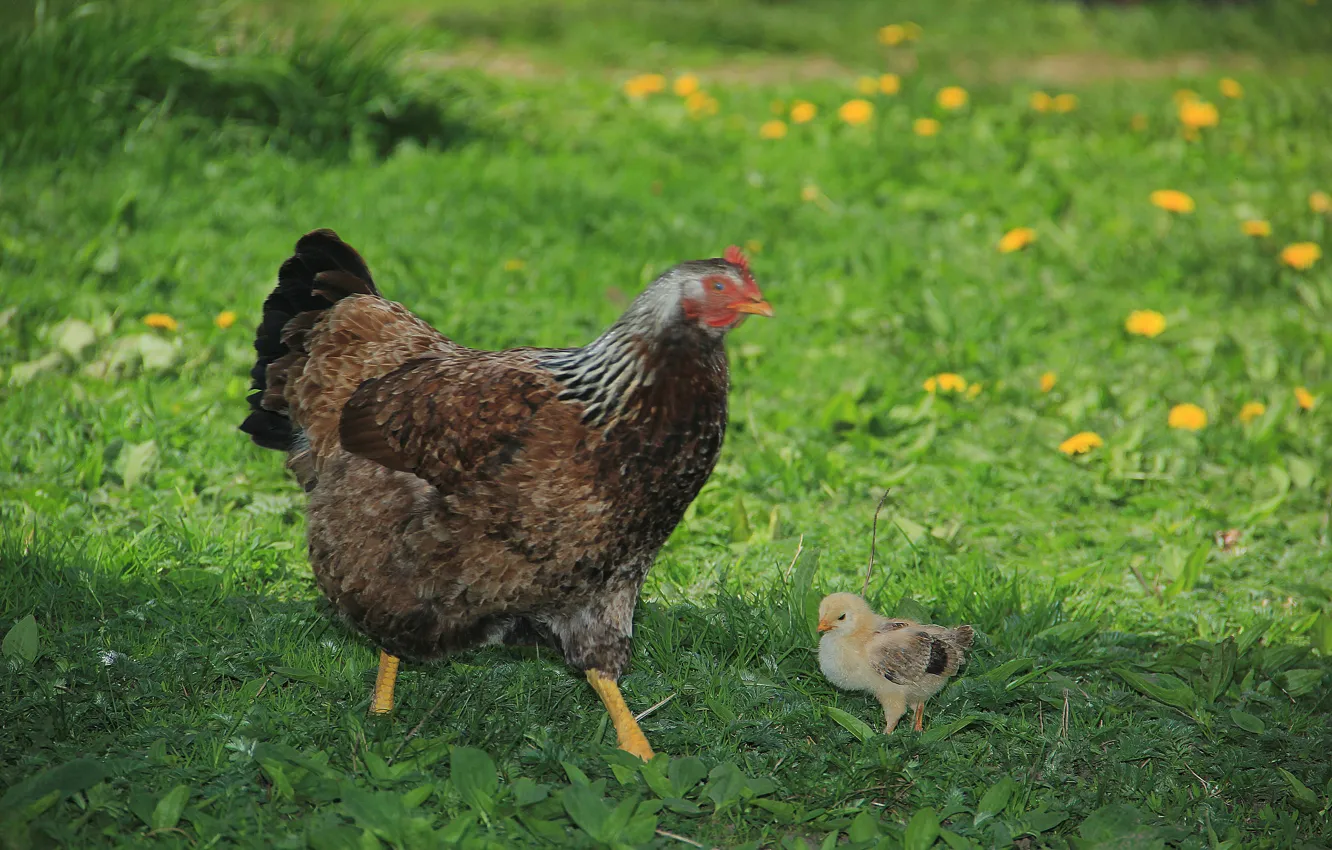 Photo wallpaper greens, grass, dandelion, chickens, chicken, chicken