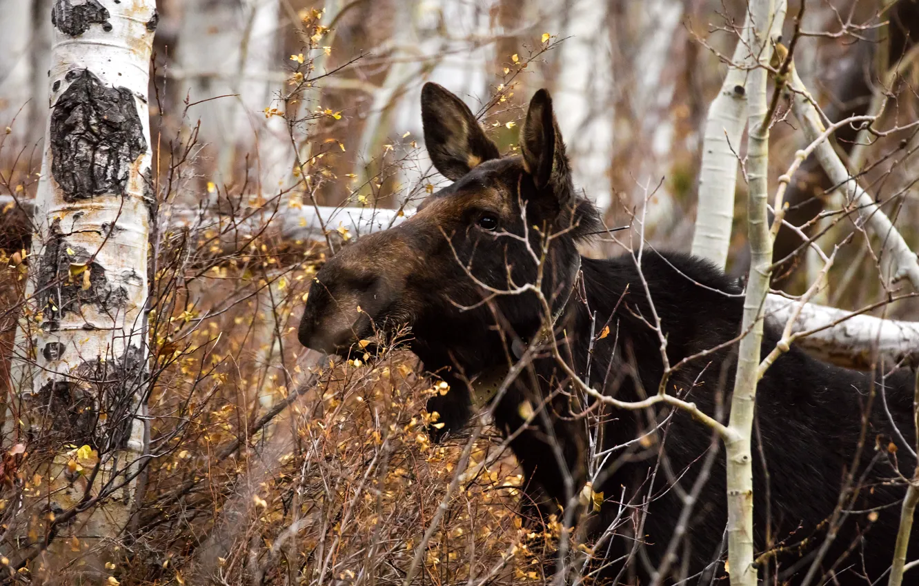 Photo wallpaper autumn, forest, look, face, leaves, trees, branches, foliage