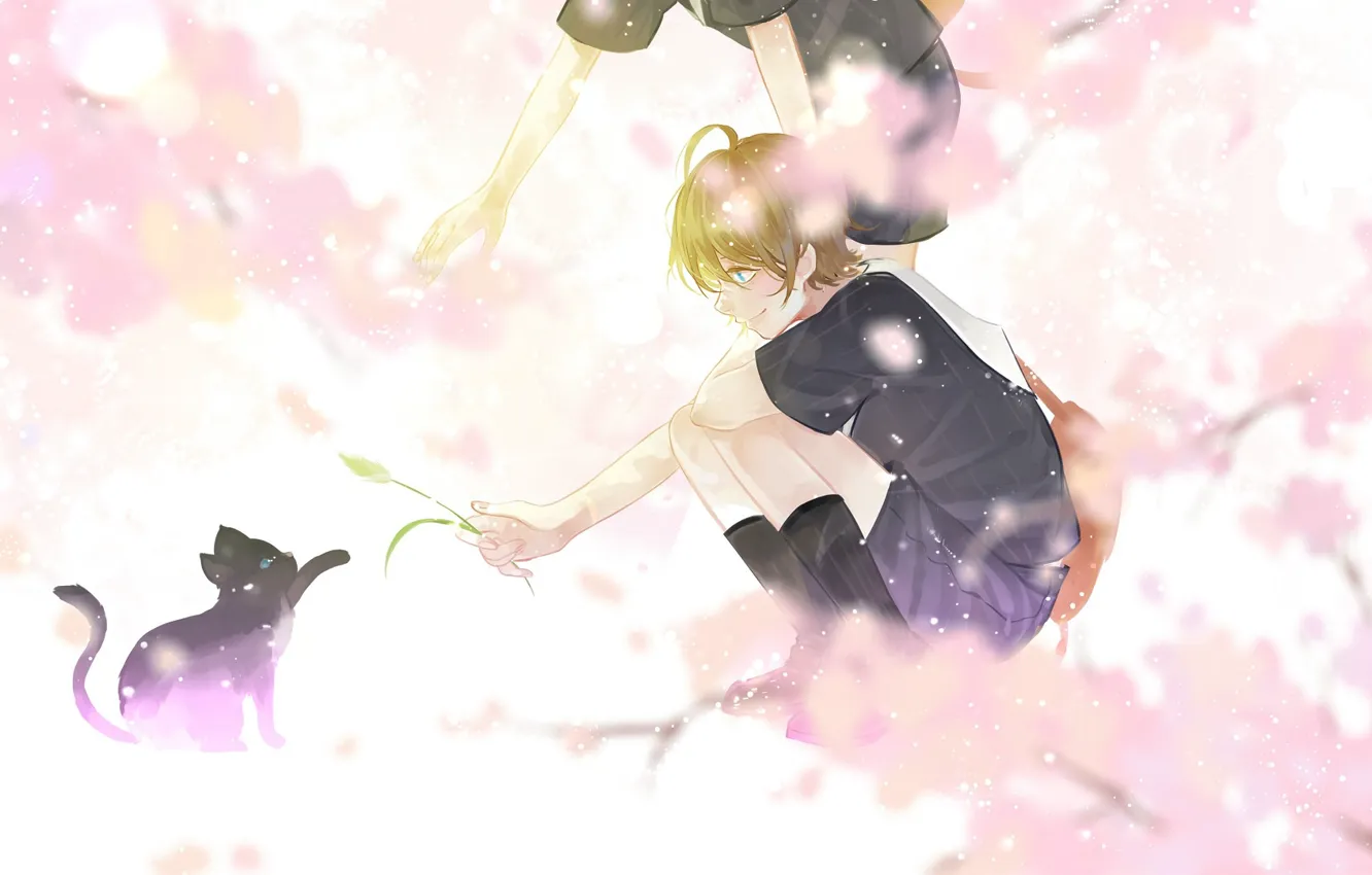 Photo wallpaper cat, boy, a blade of grass