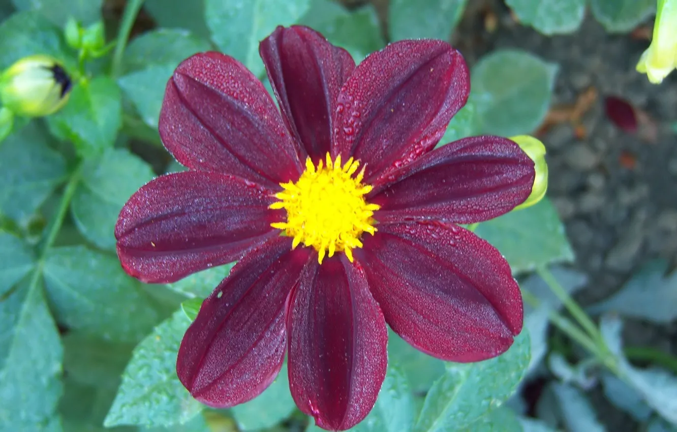 Photo wallpaper dahlias, Burgundy, Meduzanol ©, flowers