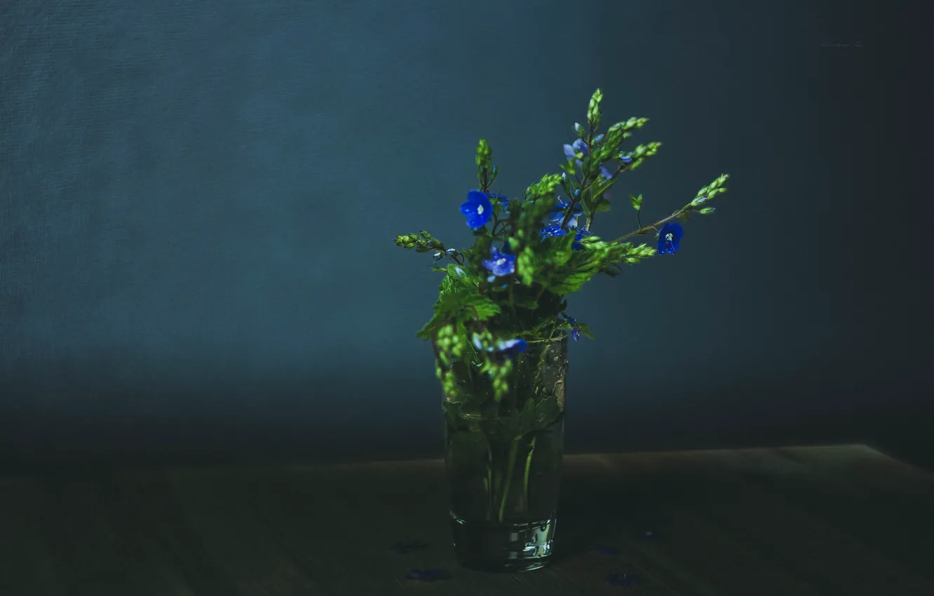 Photo wallpaper summer, flowers, still life