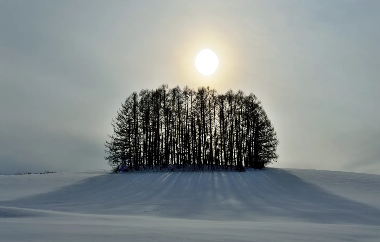 Photo wallpaper winter, the sky, the sun, snow, trees, hill