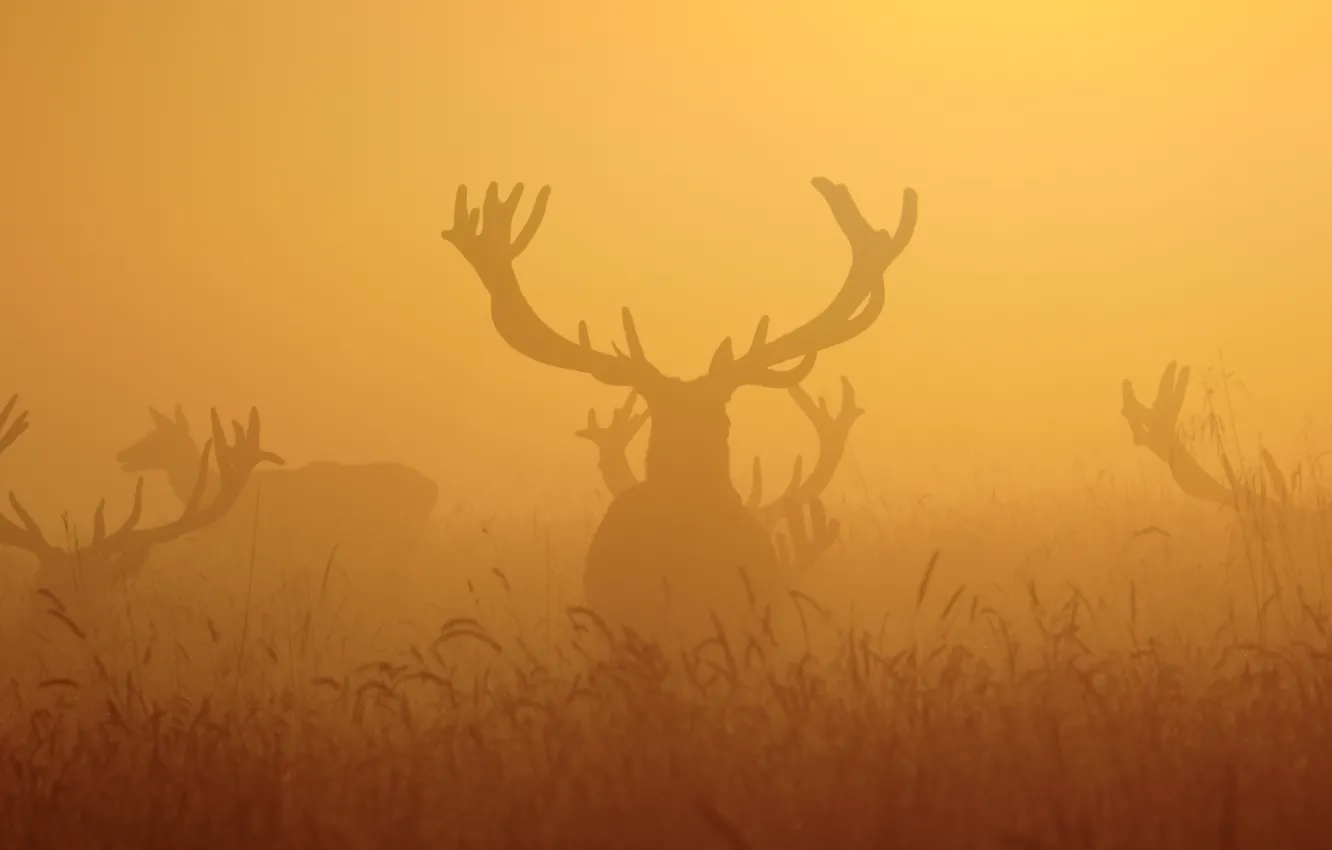 Photo wallpaper night, fog, deer