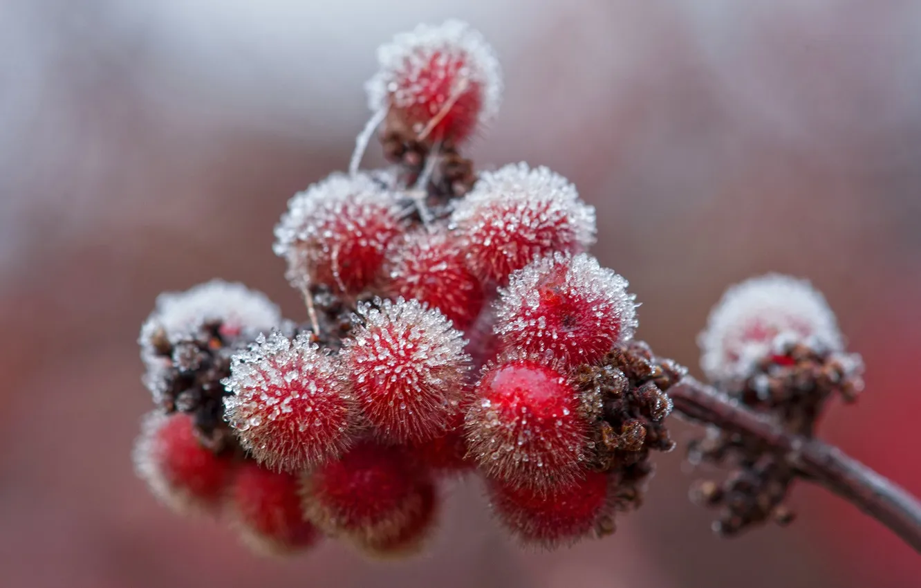 Photo wallpaper winter, frost, macro, snow, branches, nature, berries, frost