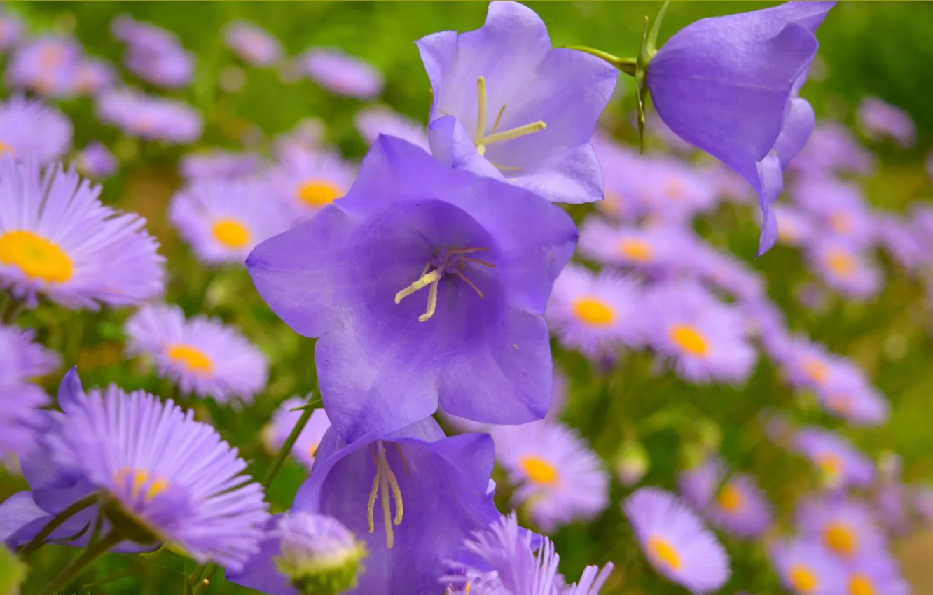 Photo wallpaper bells, Purple flowers, Purple flowers
