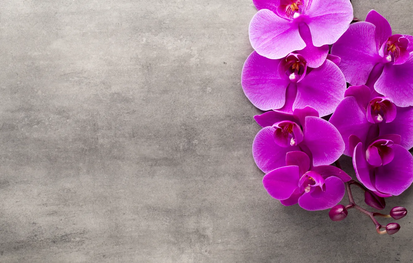 Photo wallpaper Orchid, flowers, orchid, purple