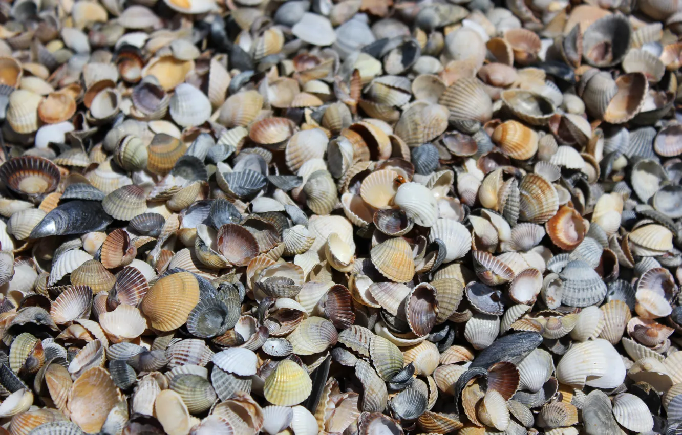 Photo wallpaper sea, shore, sink, shell