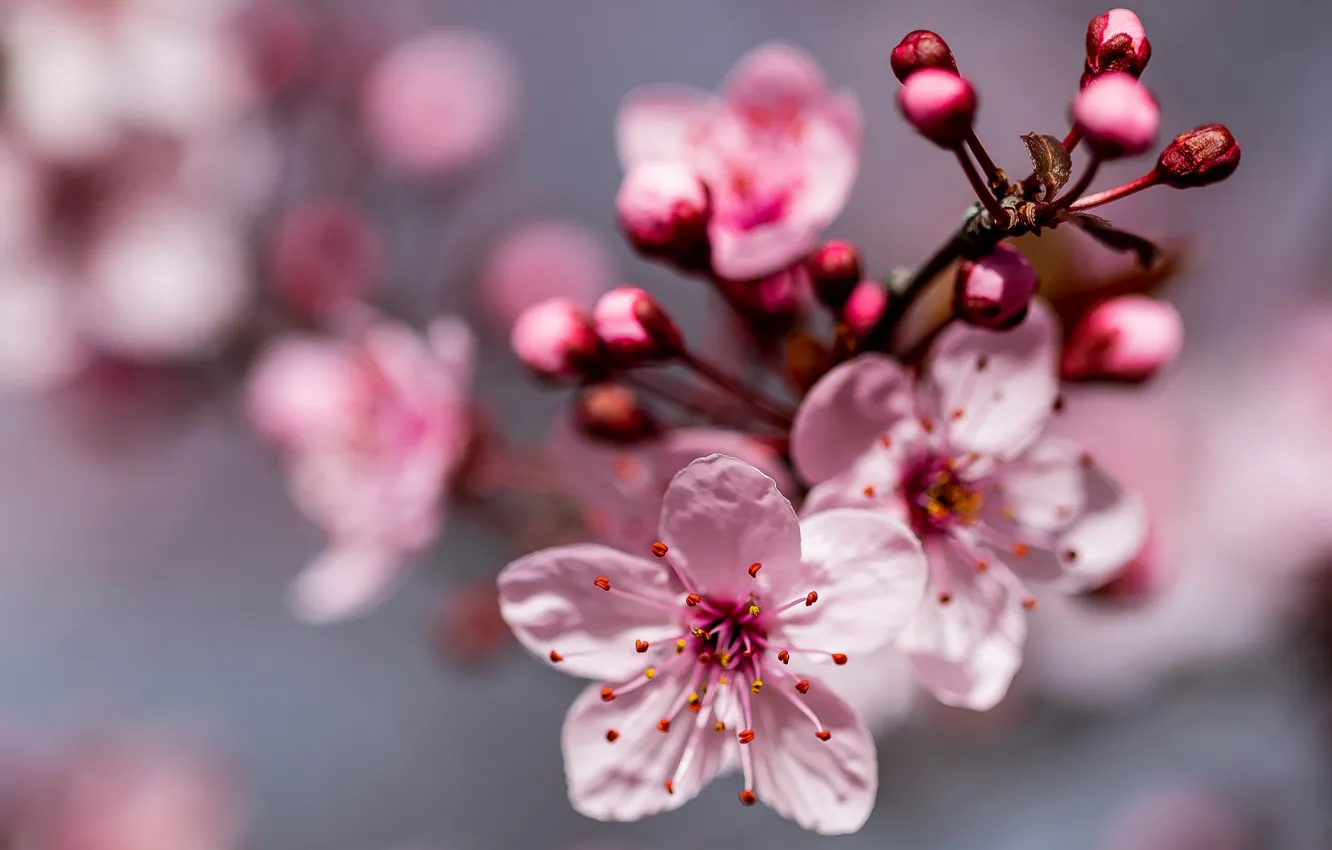 Photo wallpaper macro, cherry, branch, spring, flowering, flowers, bokeh, cherry blossoms