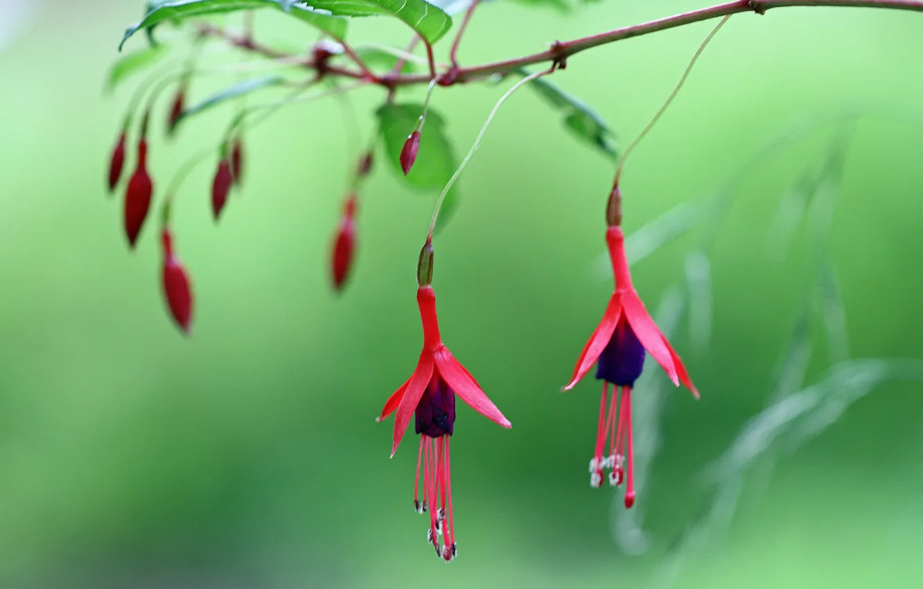 Photo wallpaper leaves, flowers, branch, pink, fuchsia