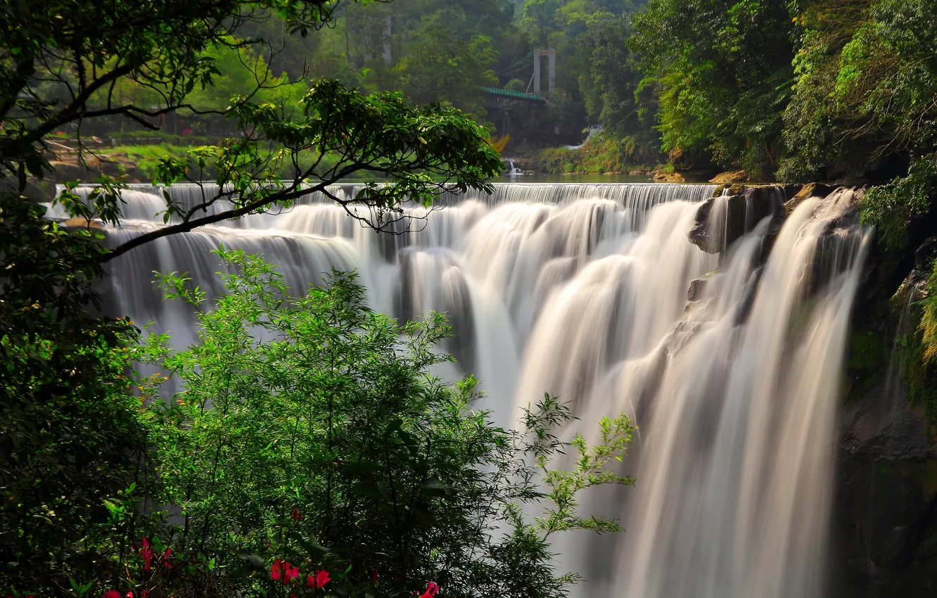 Photo wallpaper greens, forest, trees, flowers, branches, rocks, branch, shore