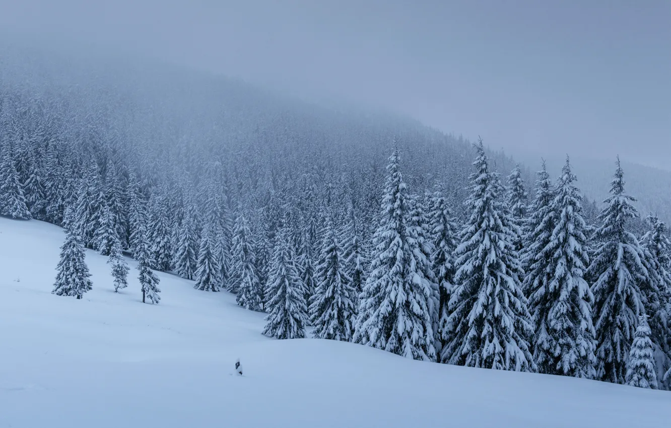 Photo wallpaper winter, snow, trees, landscape, tree, forest, landscape, winter