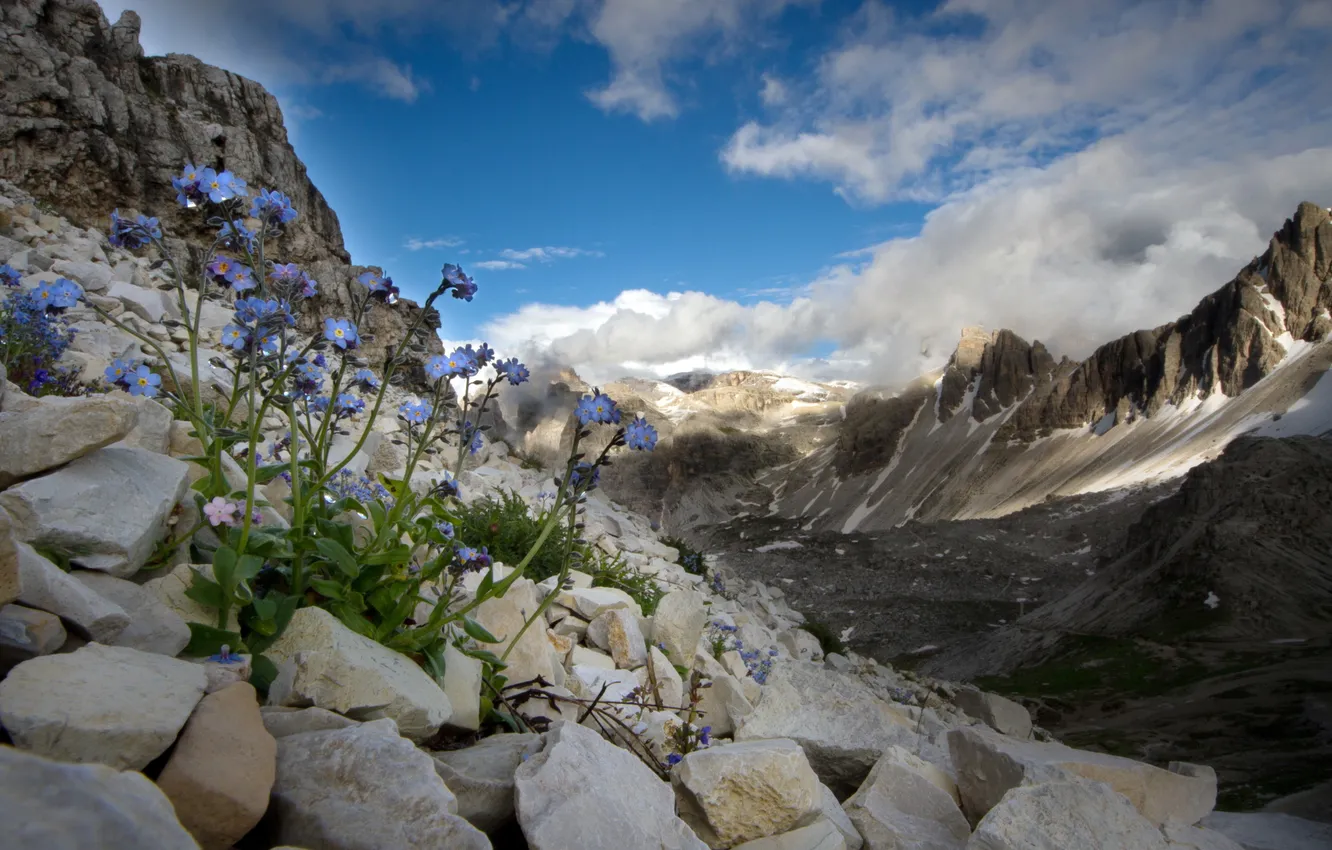 Photo wallpaper flowers, mountains, nature