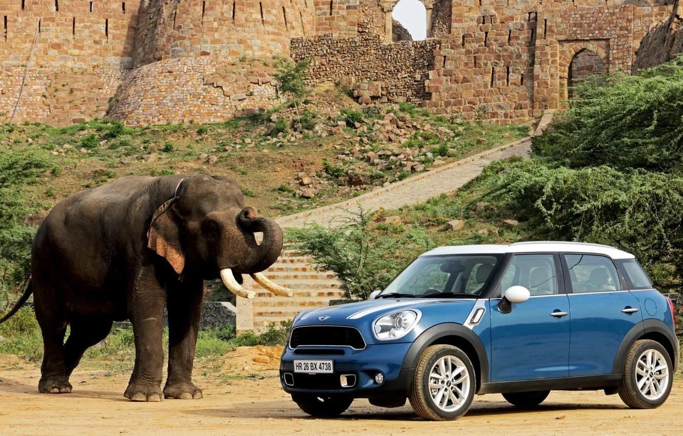 Photo wallpaper background, elephant, Mini, Countryman, Mini, Cooper S