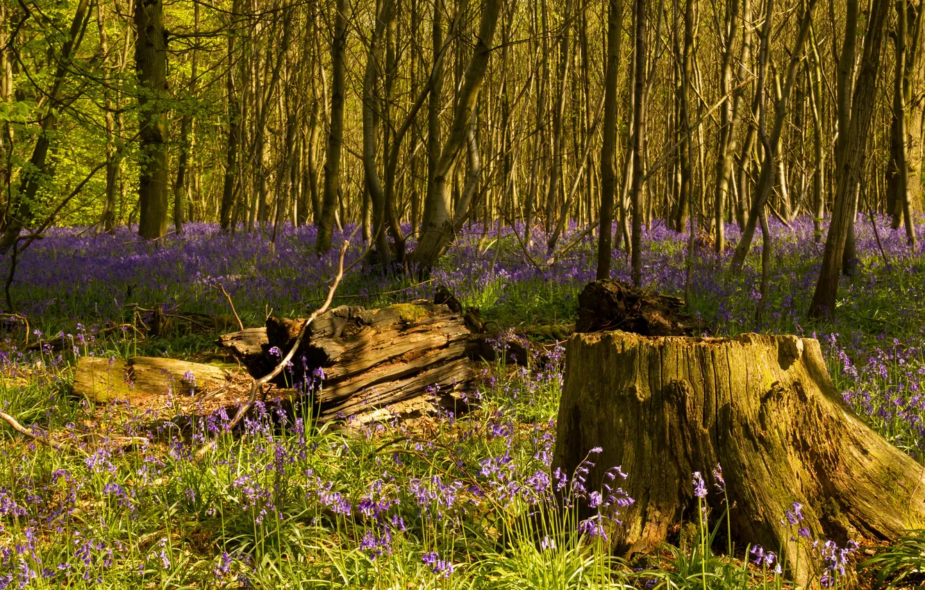 Photo wallpaper forest, grass, trees, flowers, stump, spring, bells