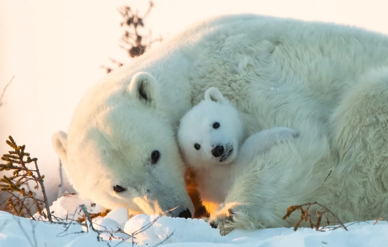 Photo wallpaper snow, bear, cub, bear, Polar bears, Polar bears