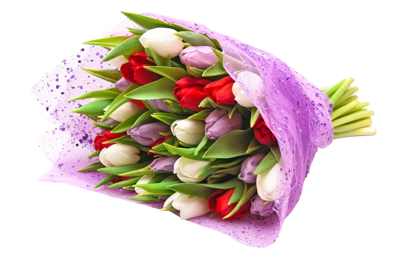 Photo wallpaper bouquet, purple, tulips, red, white background, white
