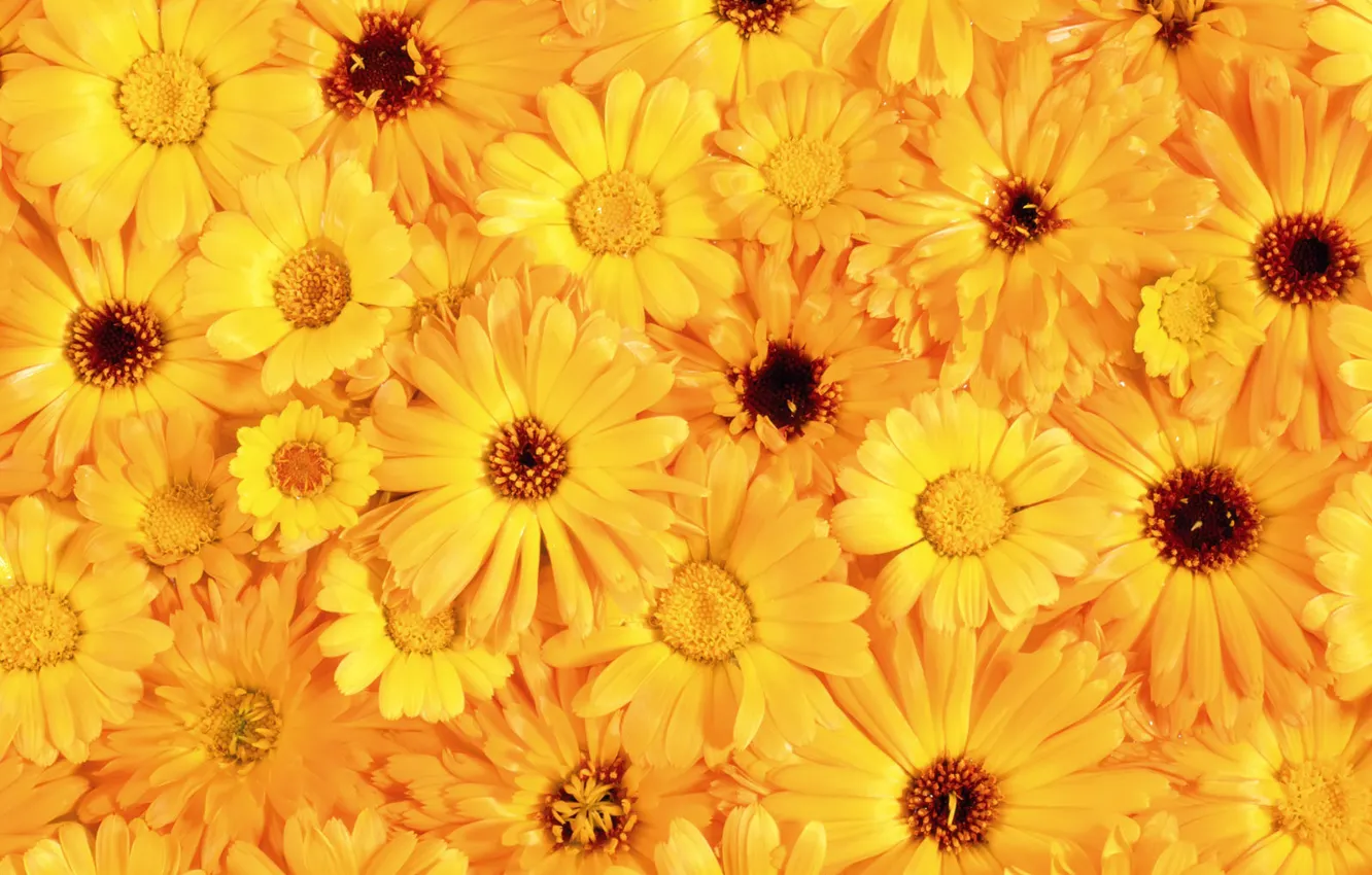Photo wallpaper yellow, bouquet, petals