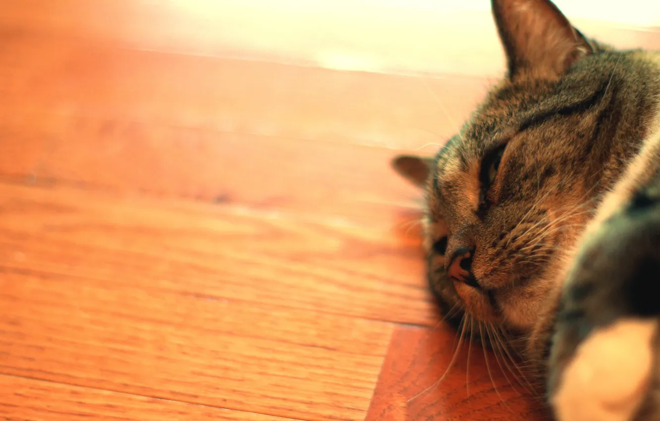Photo wallpaper cat, macro, animal