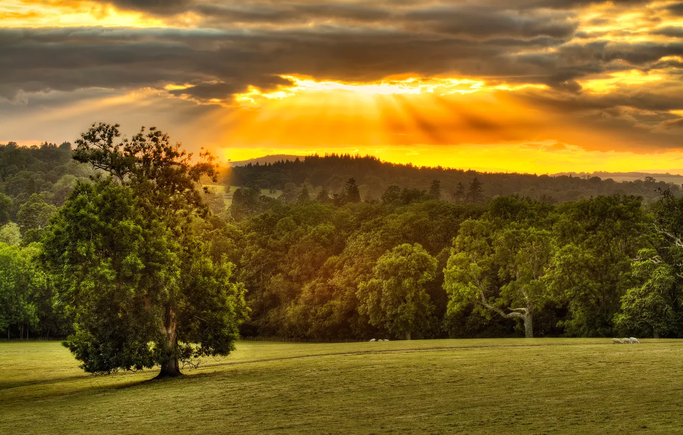 Photo wallpaper the sky, clouds, trees, treatment, the sun's rays