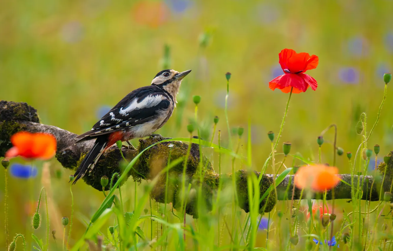 Photo wallpaper summer, flowers, branches, bird, Maki, woodpecker, bokeh, looking up