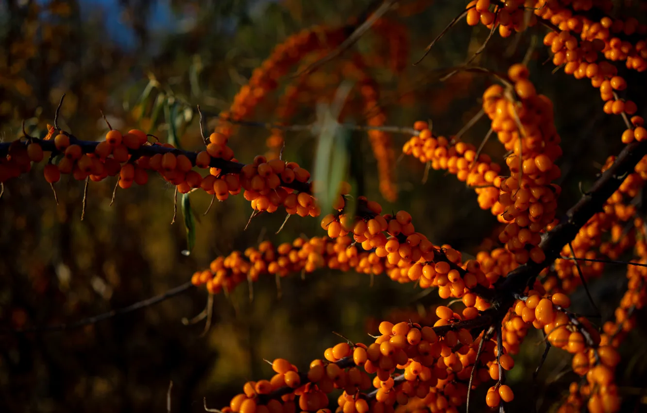 Photo wallpaper branches, berries, fruit, sea buckthorn