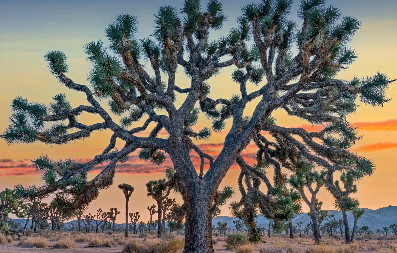 Photo wallpaper Joshua Tree, California, National Park, 2022
