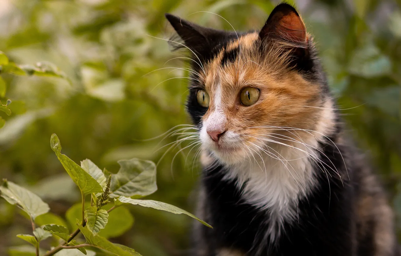 Photo wallpaper cat, nature, tri-color