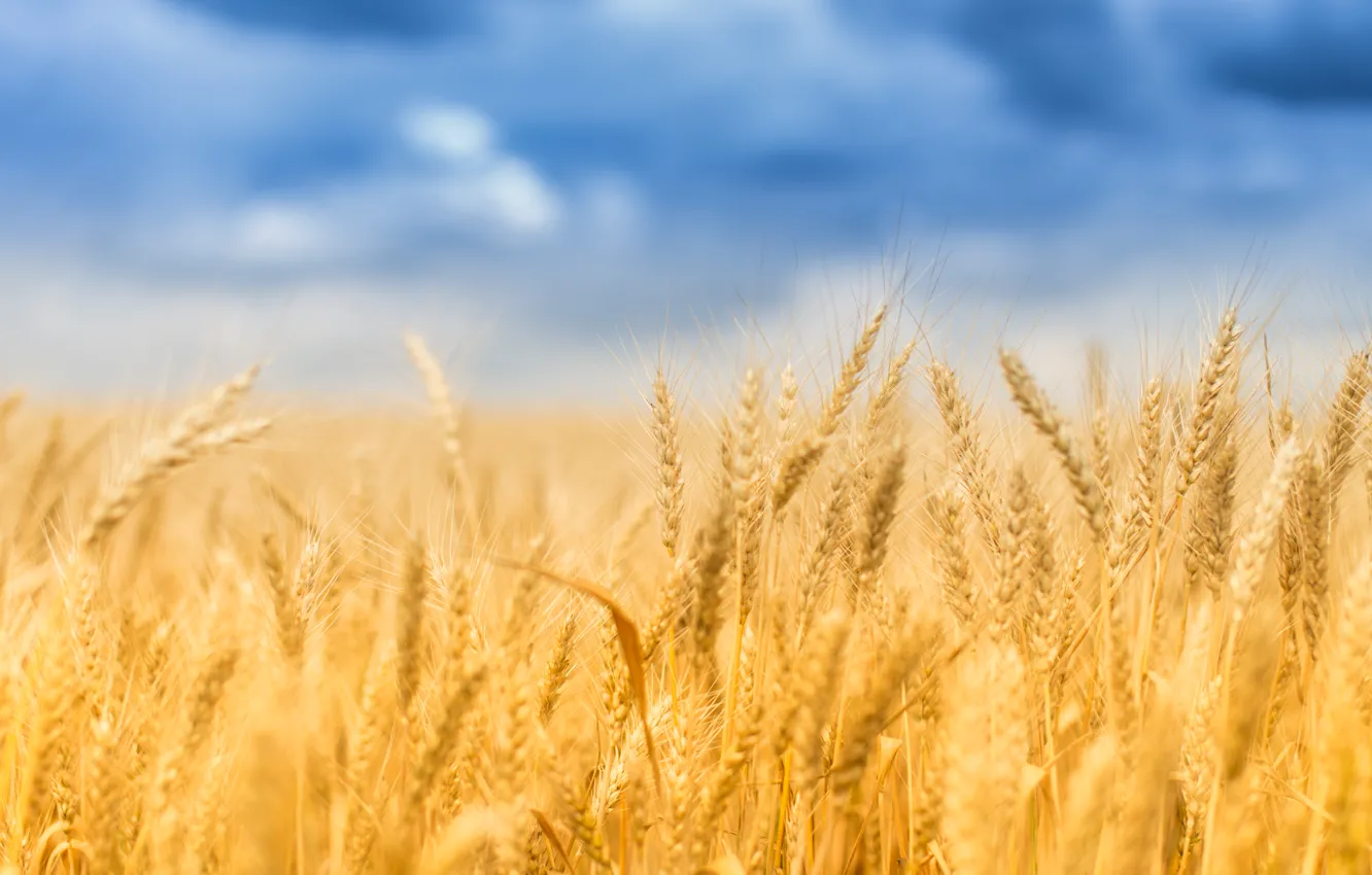 Photo wallpaper wheat, field, summer, spike