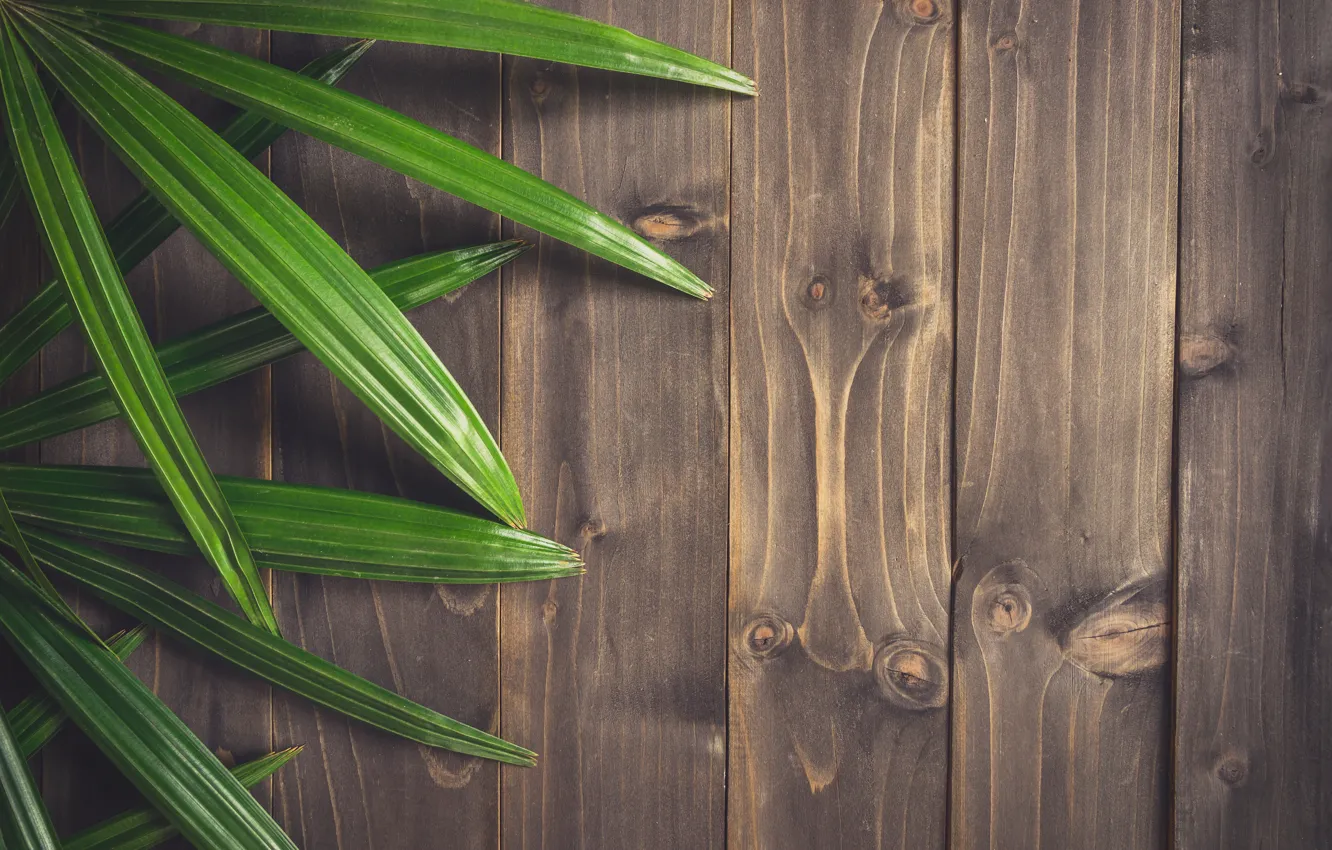 Photo wallpaper leaves, trees, background, Board, wood, texture, leaves