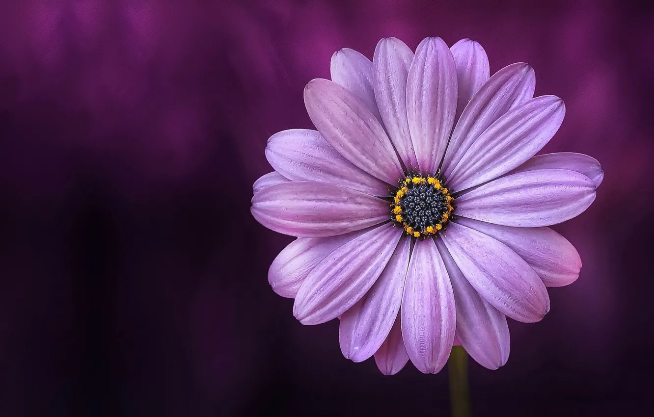 Photo wallpaper macro, petals, Daisy