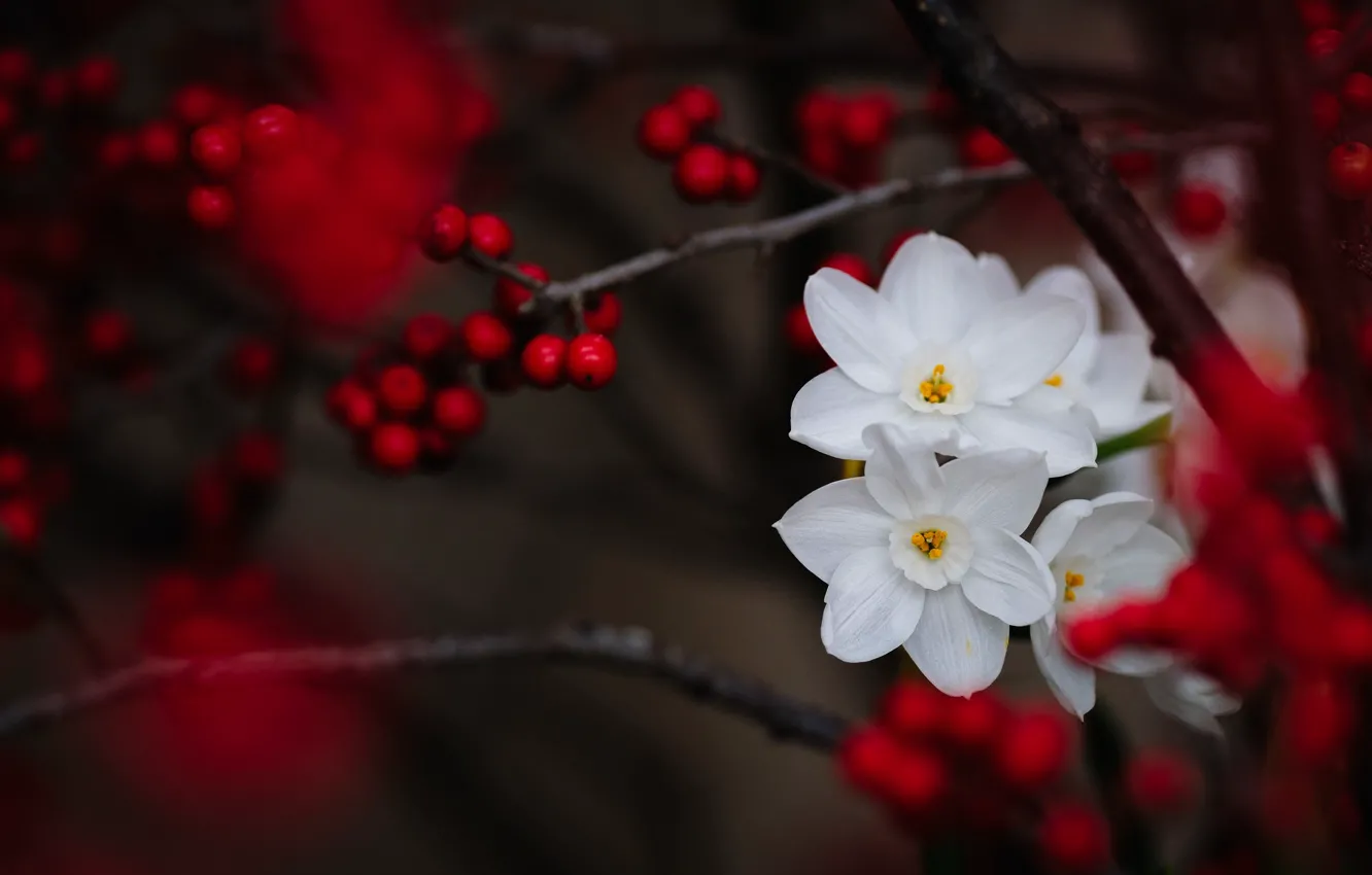 Photo wallpaper branches, berries, daffodils