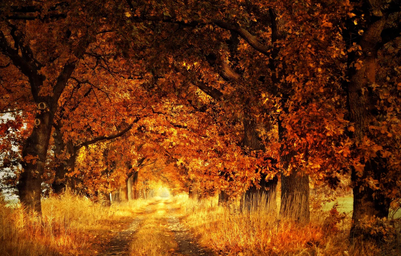 Photo wallpaper road, autumn, trees