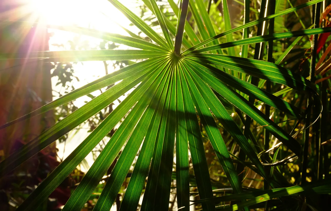 Photo wallpaper the sun, Palma, heat, the sun's rays, palm leaves