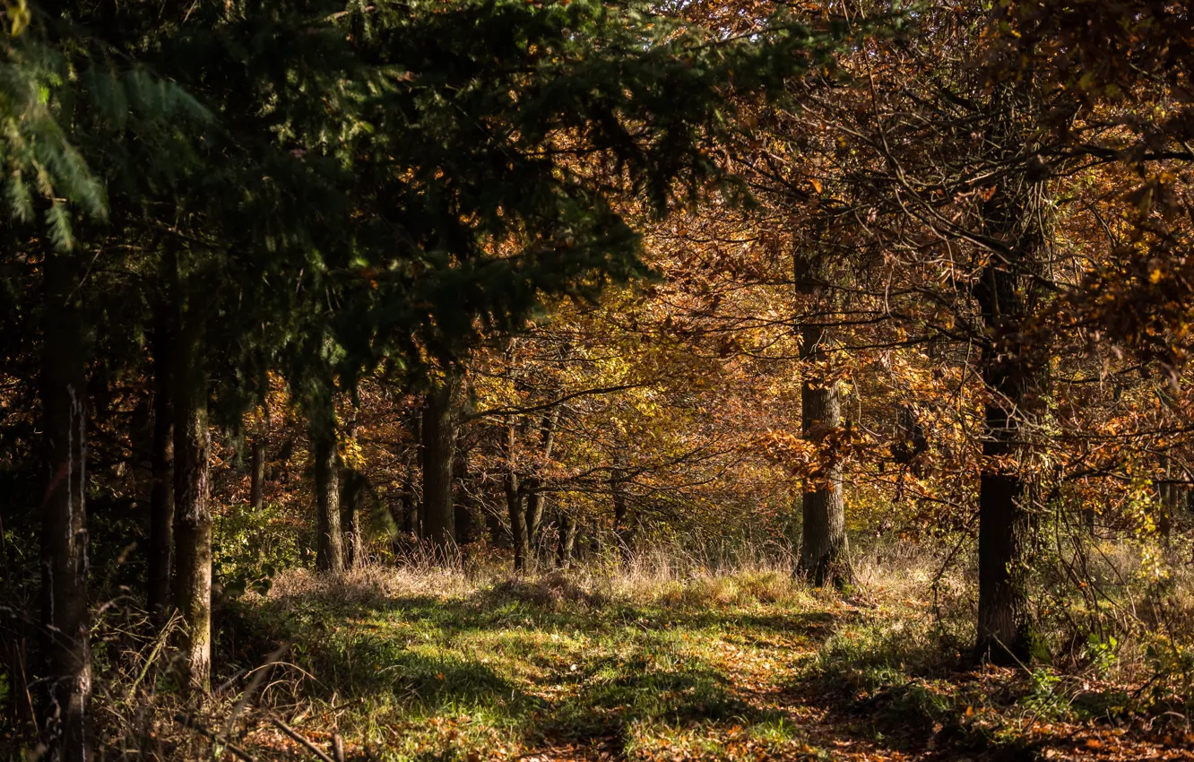 Photo wallpaper autumn, forest, grass, trees, nature, foliage, paths